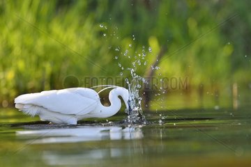 Little Egret catching a fish - Dombes France
