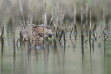 Coypu eating in water - Dombes France