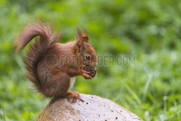 Eurasian red squirrel eating on a stone
