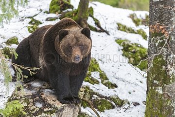 Brown bear sit under snow