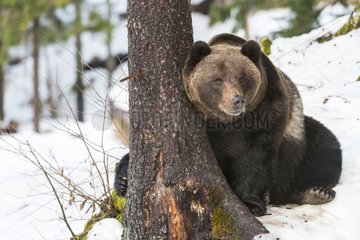 Brown bear sit under snow against a trunk