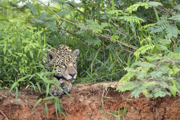 Jaguar (Panthera onca) resting on the bank  Pantanal  Brazil