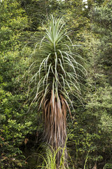 Pencil Pine (Athrotaxis cupressoides)  Hartz Mountains National Park  Tasmania  Australia