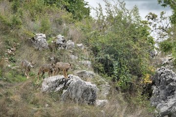 Italian wolf (Canis lupus italicus)  Abruzzo  Italy