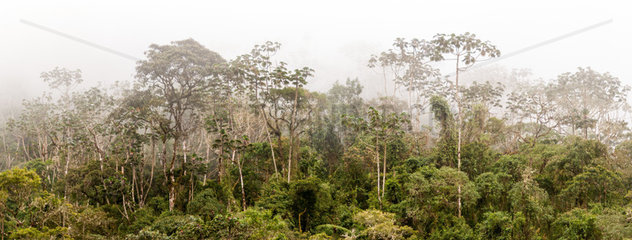 Tropical rainforest on the Amazonian side of the Peruvian Andes  Apaya (1920 m)