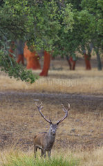 Red deer(Cervus elaphus)  Rutting period  Cork oak forest  Mediterranean forest  Sierra de San Pedro  Cáceres  Extremadura  Spain  Europe