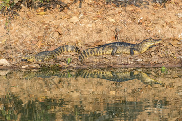 A couple of Yacare caiman (Caiman yacare)  reflecting in the water. Called jacare in Portuguese is a species of caiman found in central South America  Paraguay river  Pantanal wetlands  Mato Grosso  Brazil