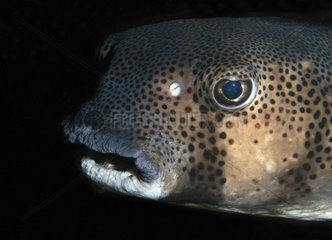 Spotfin burrfish (Chilommycterus reticulatus). Fish of the Canary Islands  Tenerife.