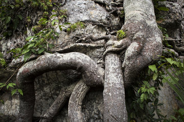 Root of a Clusiaceae (Clusiaceae) in the place called Ciudad de Piedra  San Jose del Guaviare  Colombia