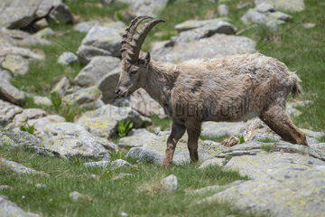 Alpine Ibex (Capra ibex) male  Mercantour National Park  Alps  France