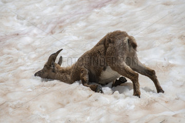 Alpine ibex (Capra ibex) female wallowing in the snow to cool off  Mercantour National Park  France