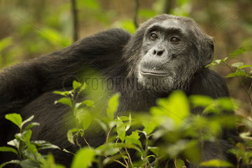 Chimpanzee (Pan troglodytes) rests in the rainforests of Africa.