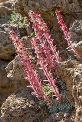 Reddish Saxifrage (Saxifraga media) flowers  Pyrenees  France  Spain