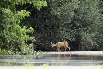 Roe deer (Capreolus capreolus) buck  Secondary arm of the Loire  Charite-sur-Loire  France