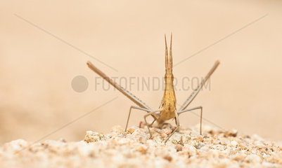 Nosed Grasshopper (Acrida ungarica mediterranea) in the back of a dune  Corsica  France