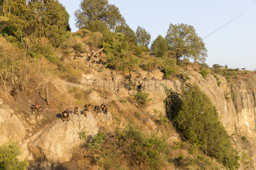 Gelada or Gelada baboon (Theropithecus gelada)  group of females with young and male near the cliff where they spend the night  Debre Libanos  Rift Valley  Ethiopia  Africa