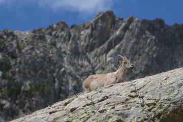 Alpine Ibex (Capra ibex) female  Mercantour National Park  Alps  France