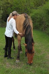 Magnetic therapy on a horse