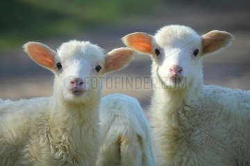 Lambs in Casentino - Tuscany