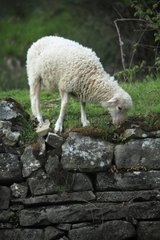 Lamb grazing in Casentino - Tuscany