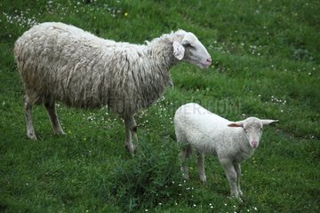 Sardinian sheep and lamb in Casentino - Tuscany