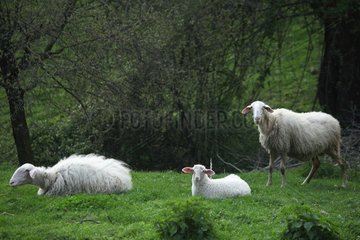 Sardinian sheep herd in Casentino - Tuscany