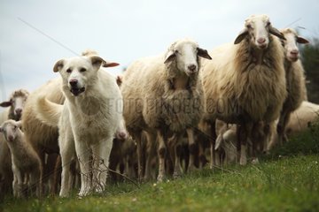 Sardinian sheep herd in Casentino - Tuscany