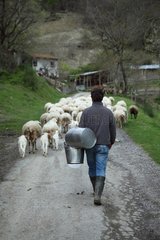 Hersman and his Sardinian sheep herd in Casentino - Tuscany