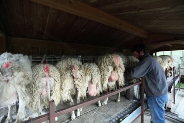 Milking of Sardinian sheeps in Casentino - Tuscany