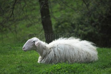 Sardinian sheep in Casentino - Tuscany