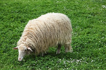 Sardinian sheep grazing in Casentino - Tuscany