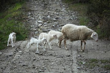 Sardinian sheep and his lambs in Casentino - Tuscany