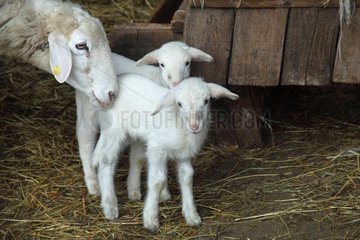 Sardinian sheep and his lambs in Casentino - Tuscany