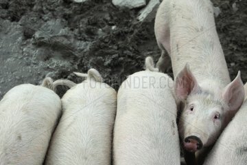 Casentino grey pigs - Tuscany