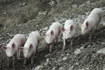Casentino grey pigs - Tuscany