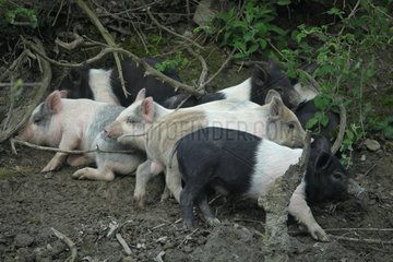 Casentino grey piglets - Tuscany