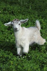 Young goat in the Pisa region - Tuscany