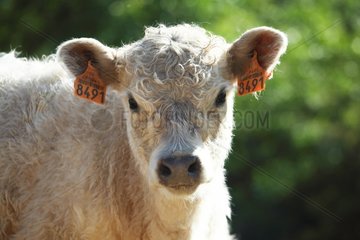 Portrait of Galloway calf in Vaucluse - France