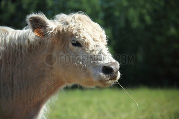 Portrait of Galloway calf in Vaucluse - France