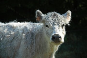 Portrait of Galloway cow in Vaucluse - France