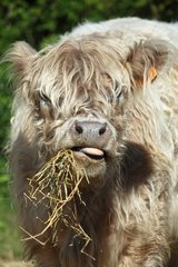 Portrait of Galloway cow eating straw in Vaucluse - France