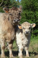 Galloway cow and her calf in Vaucluse - France