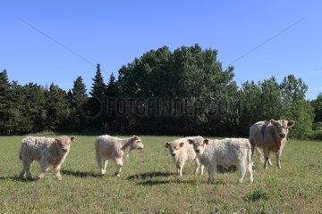 Galloway cows and their calves in Vaucluse - France