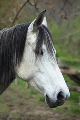 Portrait of horse in Casentino region - Tuscany