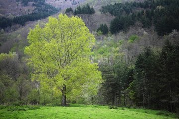 Tree in Casentino region in springtime - Tuscany