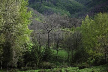 Trees in Casentino region in springtime - Tuscany