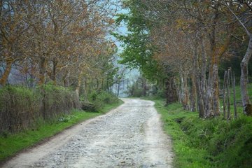 Path in Casentino region in springtime - Tuscany