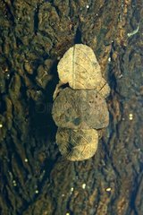 Caddis larva in a pond - Prairie Fouzon France