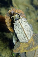 Caddis larva in a pond - Prairie Fouzon France