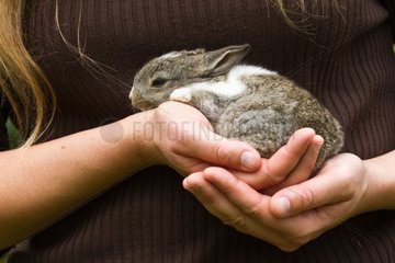 Grey and White baby rabbit handing